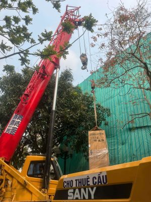 Hoa sữa 3, vinhome riverside